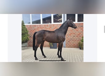 Koń hanowerski, Wałach, 7 lat, 168 cm, Ciemnogniada
