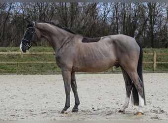 Koń hanowerski, Wałach, 7 lat, 169 cm, Ciemnogniada