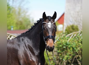 Koń hanowerski, Wałach, 7 lat, 170 cm, Ciemnogniada