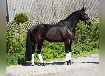 Koń hanowerski, Wałach, 7 lat, 170 cm, Ciemnogniada