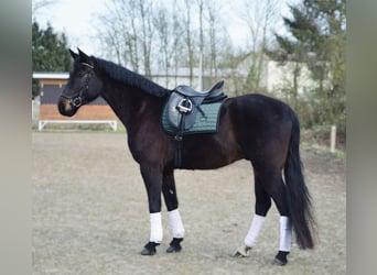 Koń hanowerski, Wałach, 7 lat, 172 cm, Ciemnogniada
