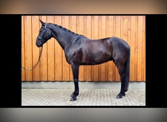 Koń hanowerski, Wałach, 7 lat, 173 cm, Kara