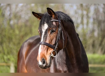 Koń hanowerski, Wałach, 7 lat, 174 cm, Ciemnogniada