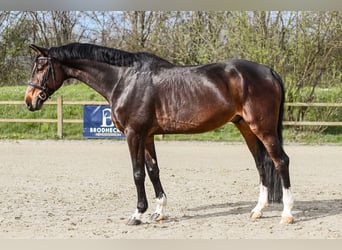 Koń hanowerski, Wałach, 7 lat, 174 cm, Gniada