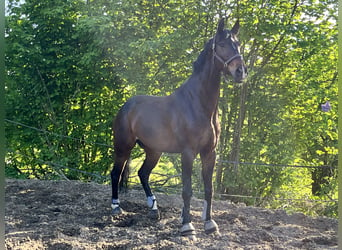 Koń hanowerski, Wałach, 7 lat, 174 cm, Skarogniada