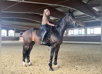 Koń hanowerski, Wałach, 7 lat, 174 cm, Skarogniada
