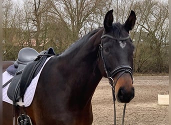 Koń hanowerski, Wałach, 7 lat, 175 cm, Ciemnogniada