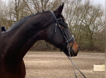 Koń hanowerski, Wałach, 7 lat, 175 cm, Ciemnogniada