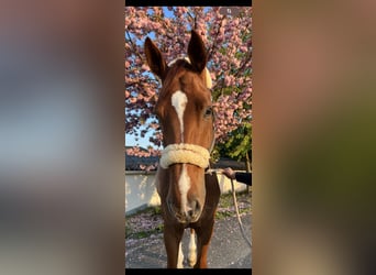 Koń hanowerski, Wałach, 7 lat, 176 cm, Ciemnokasztanowata