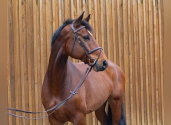 Koń hanowerski, Wałach, 7 lat, 178 cm, Gniada