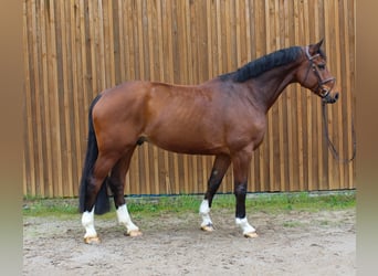Koń hanowerski, Wałach, 7 lat, 178 cm, Gniada