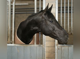 Koń hanowerski Mix, Wałach, 7 lat, 178 cm, Kara