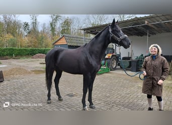 Koń hanowerski Mix, Wałach, 7 lat, 178 cm, Kara