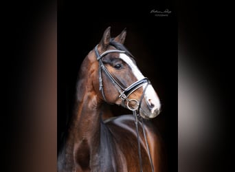 Koń hanowerski, Wałach, 8 lat, 165 cm, Skarogniada