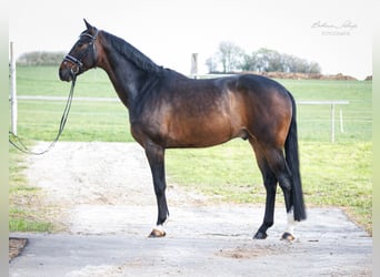 Koń hanowerski, Wałach, 8 lat, 165 cm, Skarogniada