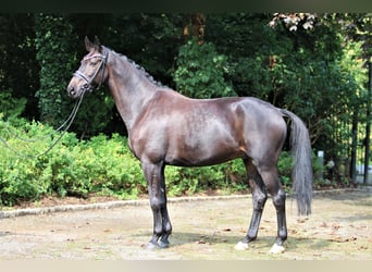 Koń hanowerski, Wałach, 8 lat, 166 cm, Kara
