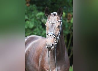 Koń hanowerski, Wałach, 8 lat, 166 cm, Kara