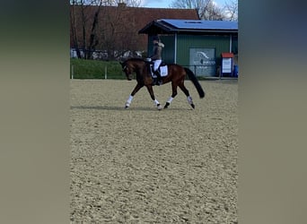 Koń hanowerski, Wałach, 8 lat, 167 cm, Gniada