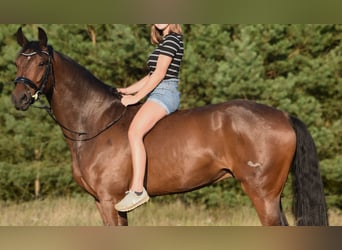 Koń hanowerski, Wałach, 8 lat, 168 cm, Gniada
