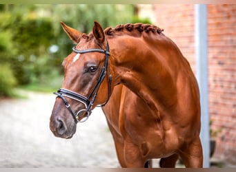 Koń hanowerski, Wałach, 8 lat, 168 cm, Kasztanowata