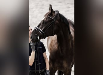 Koń hanowerski, Wałach, 8 lat, 169 cm, Kara