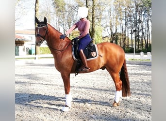 Koń hanowerski, Wałach, 8 lat, 170 cm, Kasztanowata