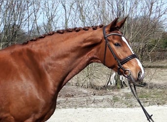 Koń hanowerski, Wałach, 8 lat, 171 cm, Kasztanowata