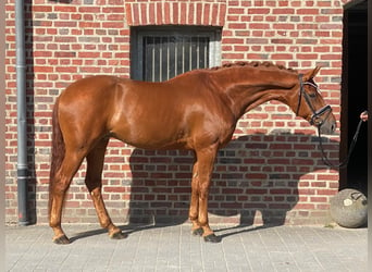 Koń hanowerski, Wałach, 8 lat, 171 cm, Kasztanowata