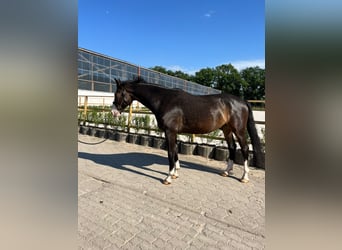 Koń hanowerski, Wałach, 8 lat, 171 cm, Skarogniada