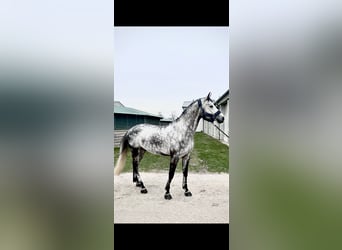 Koń hanowerski, Wałach, 8 lat, 173 cm, Siwa
