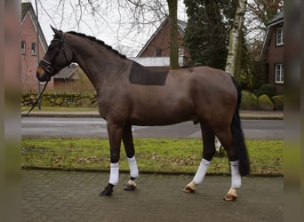 Koń hanowerski, Wałach, 8 lat, 173 cm, Skarogniada