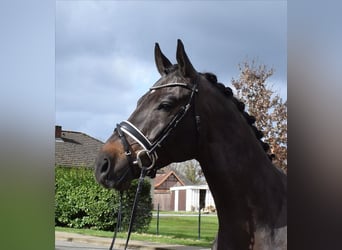 Koń hanowerski, Wałach, 8 lat, 174 cm, Skarogniada