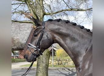 Koń hanowerski, Wałach, 8 lat, 174 cm, Skarogniada