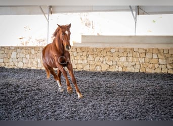 Koń hanowerski, Wałach, 8 lat, 175 cm, Kasztanowata