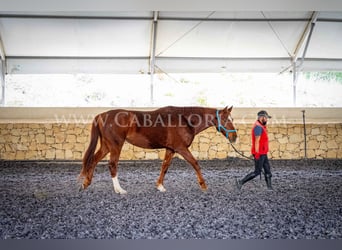 Koń hanowerski, Wałach, 8 lat, 175 cm, Kasztanowata