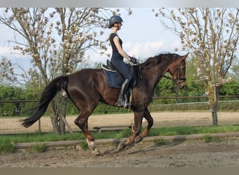 Koń hanowerski, Wałach, 8 lat, 176 cm, Ciemnokasztanowata
