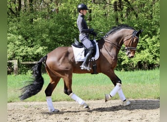 Koń hanowerski, Wałach, 8 lat, 178 cm, Gniada