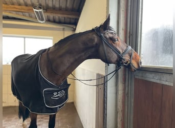 Koń hanowerski, Wałach, 8 lat, 178 cm, Gniada