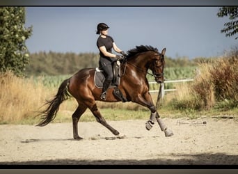 Koń hanowerski, Wałach, 8 lat, 185 cm, Ciemnogniada