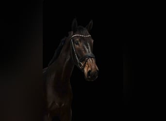 Koń hanowerski, Wałach, 8 lat, 185 cm, Ciemnogniada