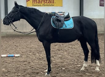 Koń hanowerski, Wałach, 8 lat, 188 cm, Kara