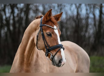 Koń hanowerski, Wałach, 9 lat, 167 cm, Kasztanowata