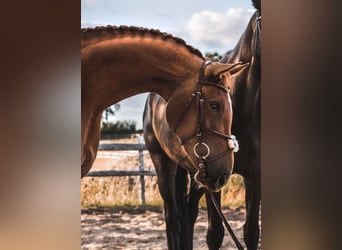 Koń hanowerski, Wałach, 9 lat, 168 cm, Kasztanowata