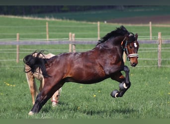 Koń hanowerski, Wałach, 9 lat, 169 cm, Ciemnogniada