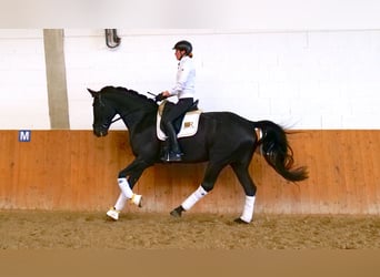 Koń hanowerski, Wałach, 9 lat, 169 cm, Kara