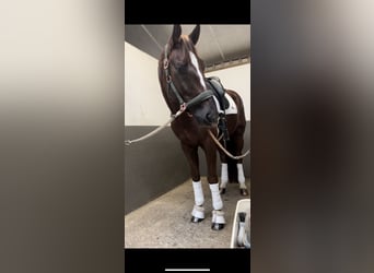 Koń hanowerski, Wałach, 9 lat, 170 cm, Ciemnokasztanowata