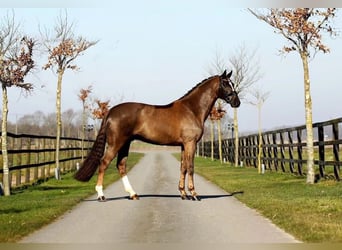 Koń hanowerski, Wałach, 9 lat, 170 cm, Ciemnokasztanowata