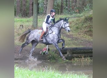 Koń hanowerski, Wałach, 9 lat, 170 cm, Siwa jabłkowita