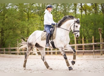 Koń hanowerski, Wałach, 9 lat, 170 cm, Siwa jabłkowita