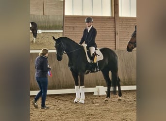 Koń hanowerski, Wałach, 9 lat, 171 cm, Kara